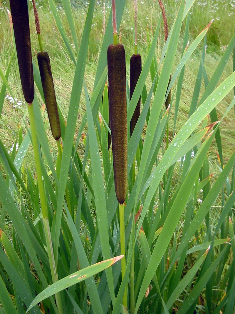 Typha latifolia bgiu