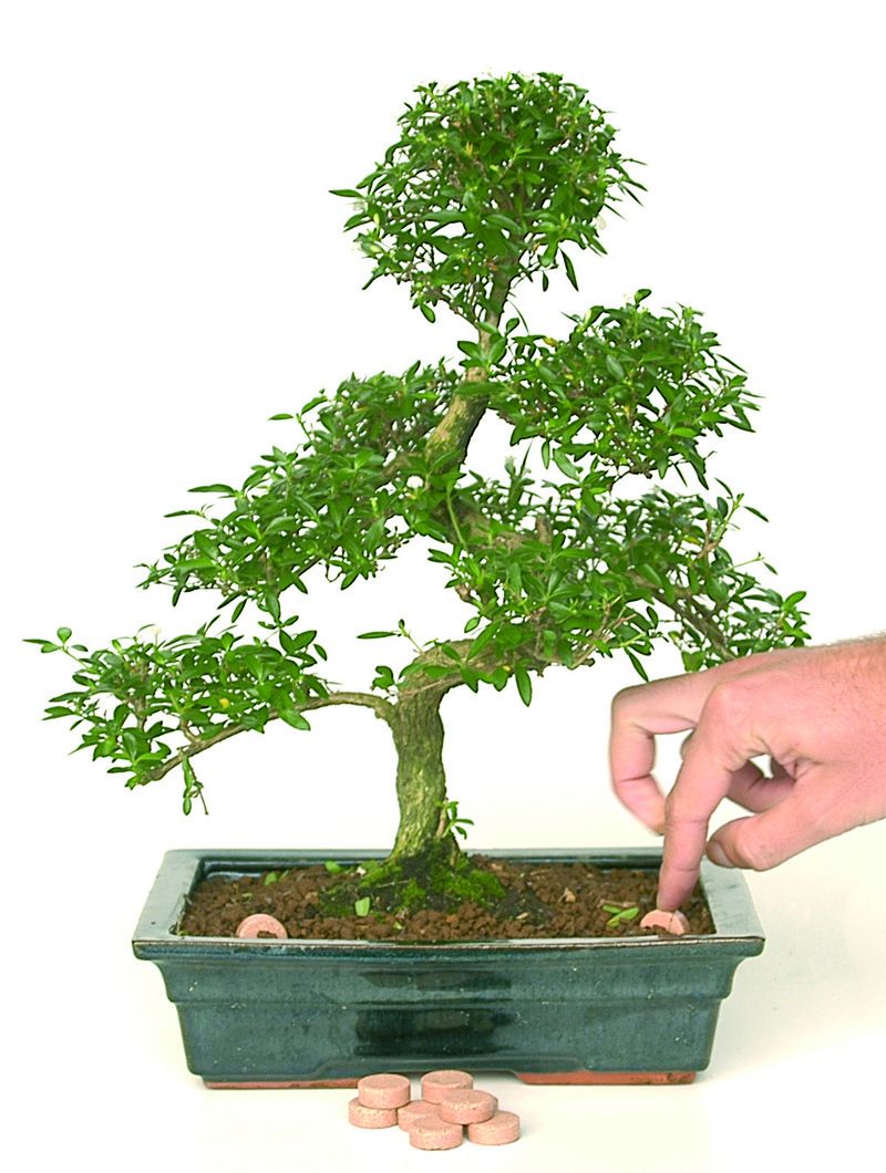 bonsaimico