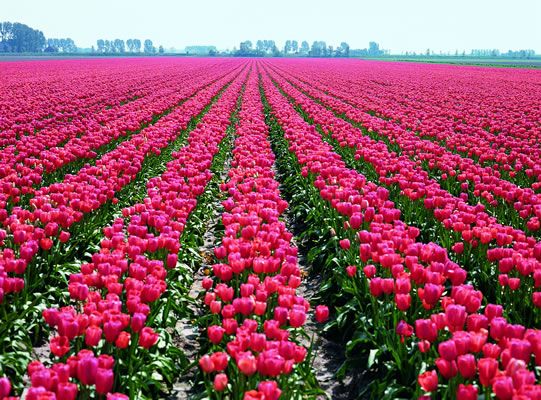 20100524003657804169 tulipanes
