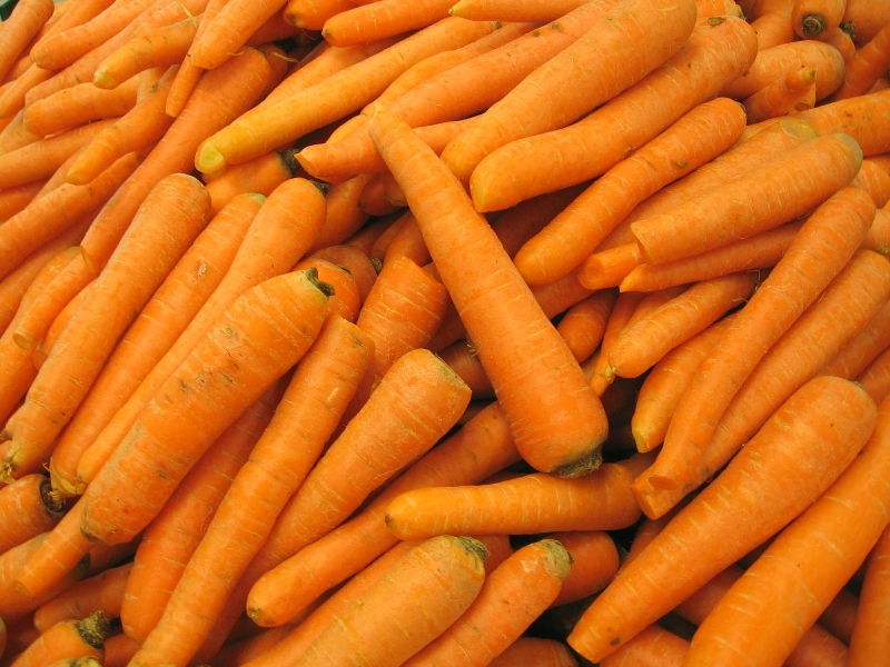 carrotsY1 xenia