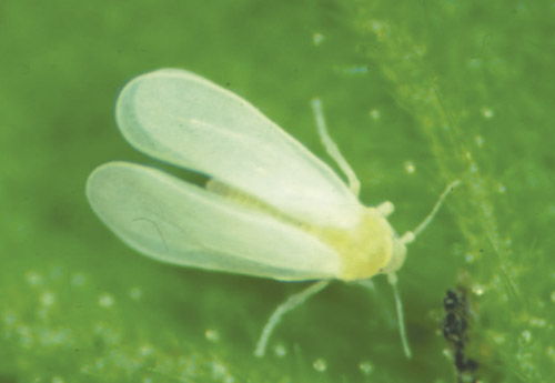 mosca blanca
