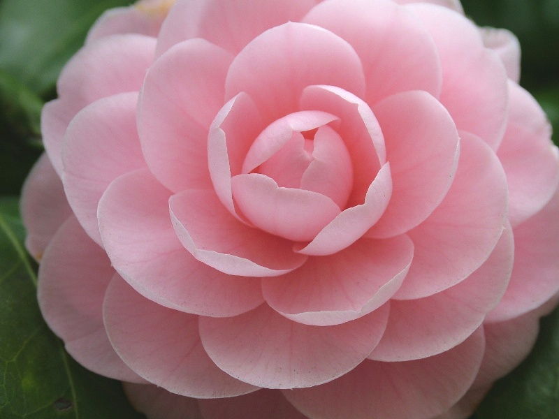 camellia-otometubaki