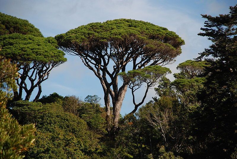 800px-Pinus pinea Wellington Botanic Gardens