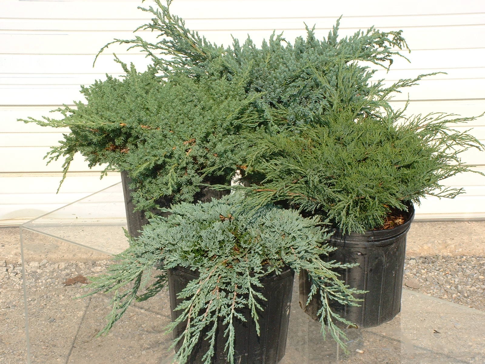 Juniperus  variados