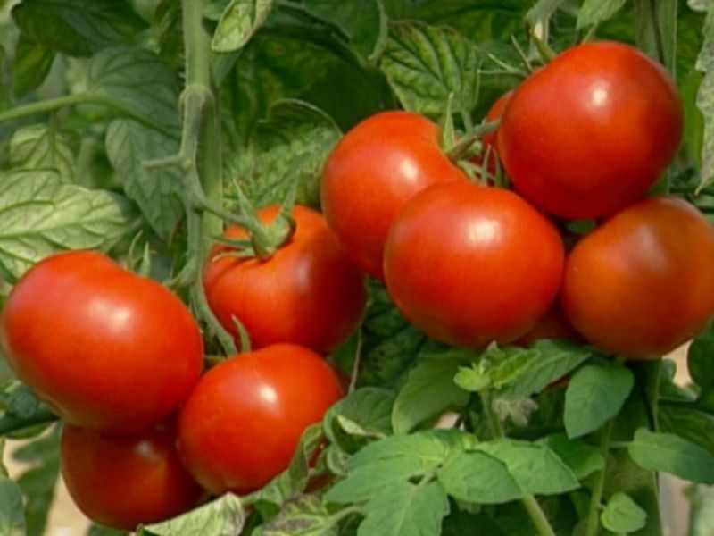 tomatera 1