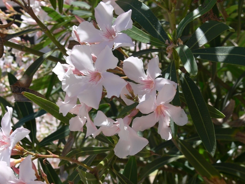 Nerium oleander 2